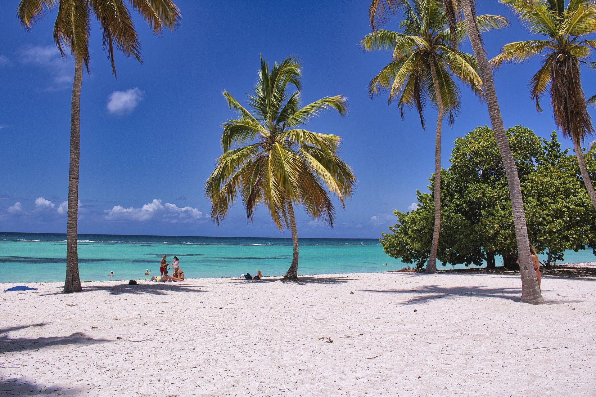 Palm trees on a tropical beach.