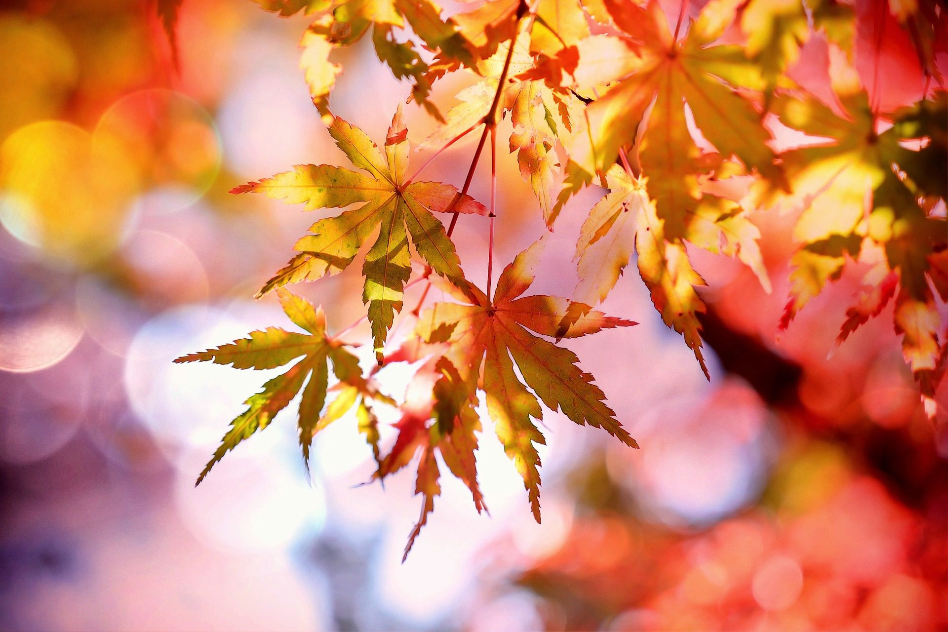 Closeup of fall leaves.