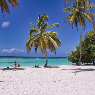 Palm trees on a tropical beach.